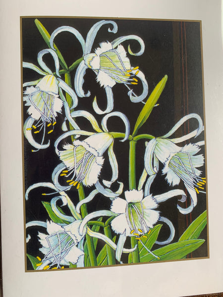 Peruvian Daffodil, 1994 by Douglas Johnson (choose boxed or single cards)